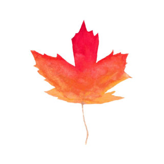 Canadian Maple Leaf – Watercolor Design