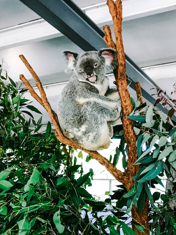 Koala at Lone Pine Koala Sanctuary in Brisbane, Australia.