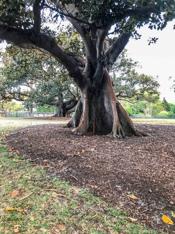 Trees at Royal Botanic Garden in Sydney, Australia