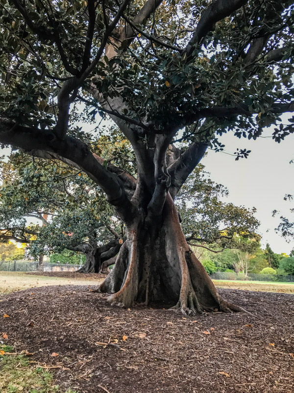 Trees at Royal Botanic Garden in Sydney, Australia