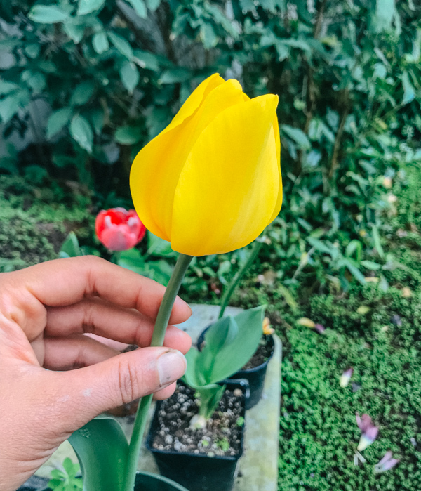 favorite spots in Amsterdam - Yellow tulip from Amsterdam