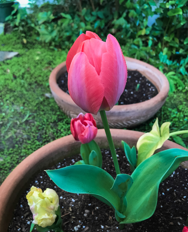 Tulips from Amsterdam